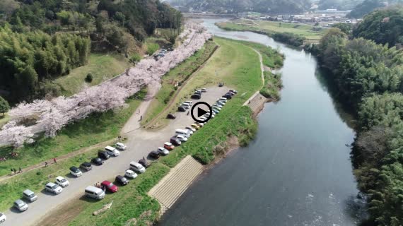 狩野川桜公園3-1