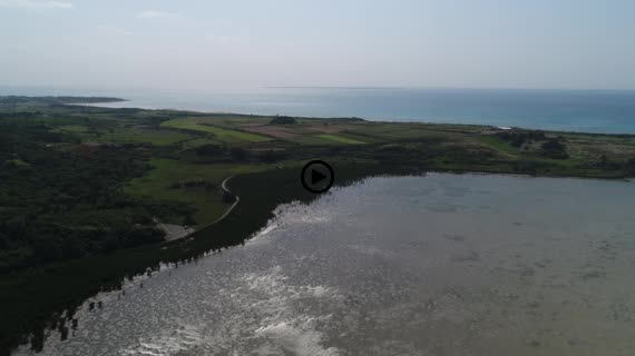 マングローブ群落7-1